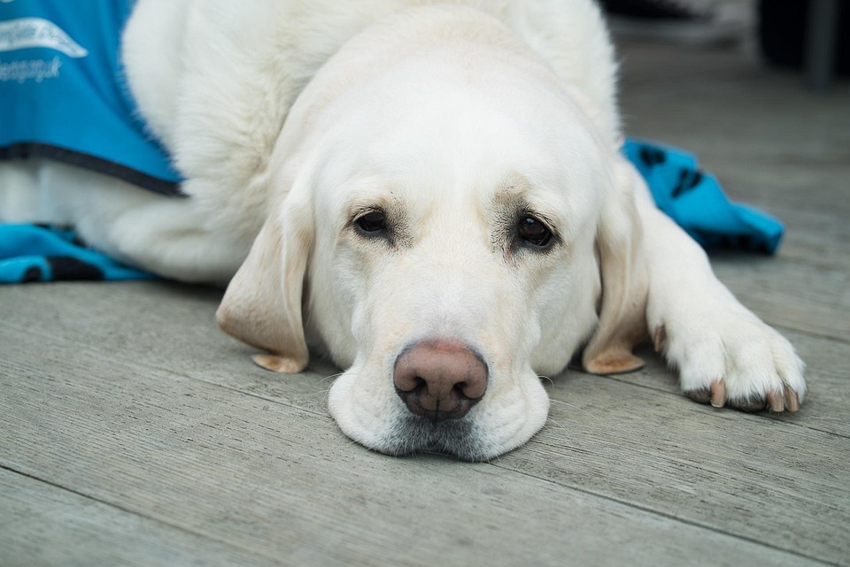 Service Animals: Rights, Responsibilities, and What You Need to Know