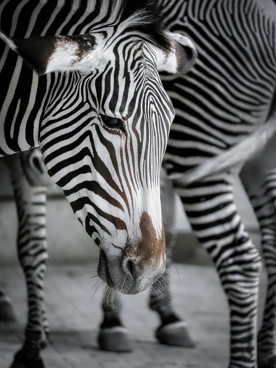 Stripe vs. Square: Which Payment Processor is Right for Your Business?