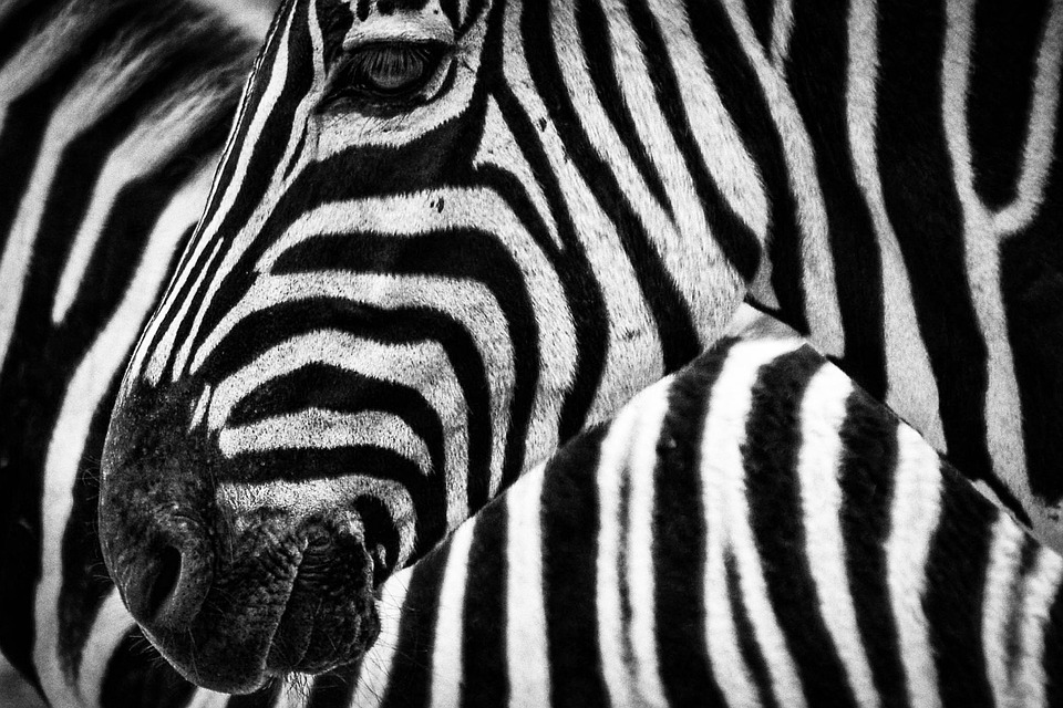 Payment Processing Showdown: Stripe and Square Go Head-to-Head
