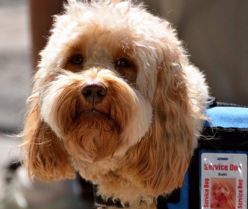 Understanding Service Animals: A Guide for the Public