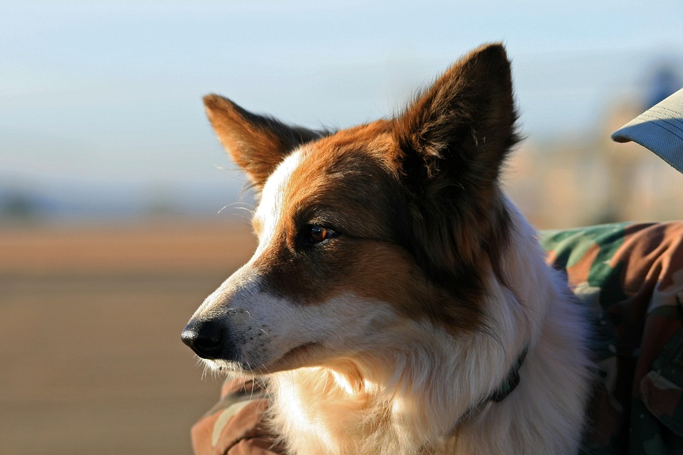 Service Animals: Debunking Common Myths and Misconceptions
