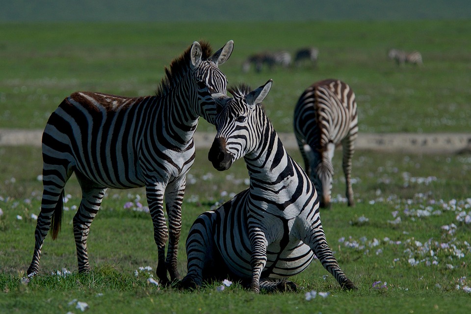 Stripe or Square: Demystifying Payment Processing for Small Businesses