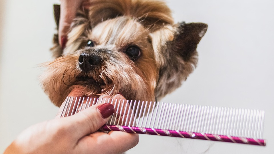 What is a Service Animal and How are they Trained?